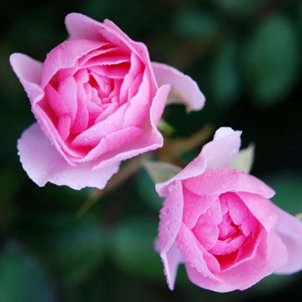 Organic - Olive Oil Soap Rose